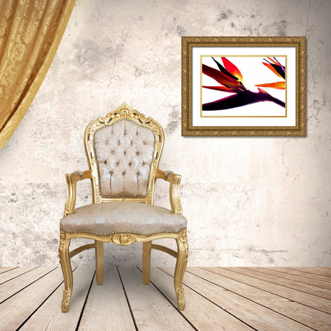 Bird of Paradise I Gold Ornate Wood Framed Art Print with Double Matting by Burkhart, Monika