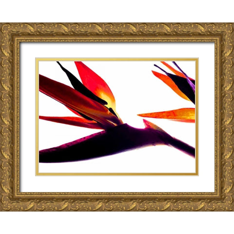 Bird of Paradise I Gold Ornate Wood Framed Art Print with Double Matting by Burkhart, Monika