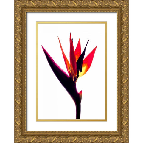 Bird of Paradise III Gold Ornate Wood Framed Art Print with Double Matting by Burkhart, Monika