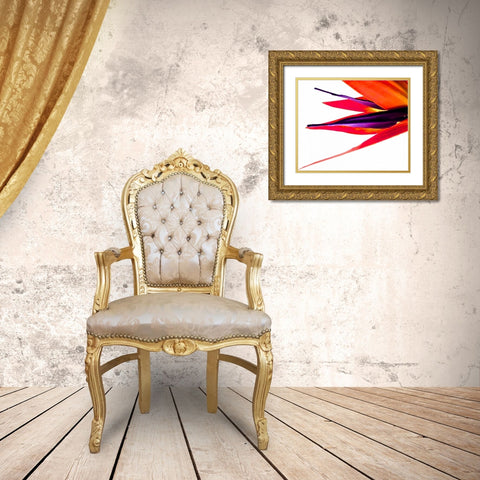 Bird of Paradise V Gold Ornate Wood Framed Art Print with Double Matting by Burkhart, Monika