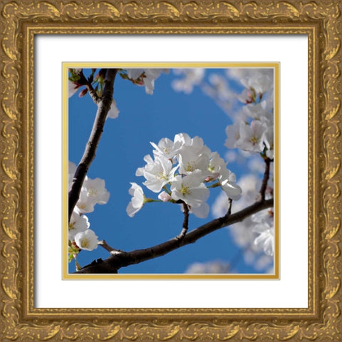 Apple Blossoms I Gold Ornate Wood Framed Art Print with Double Matting by Burkhart, Monika