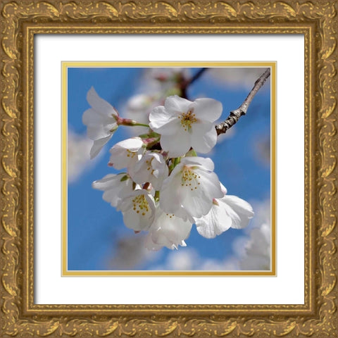 Apple Blossoms II Gold Ornate Wood Framed Art Print with Double Matting by Burkhart, Monika