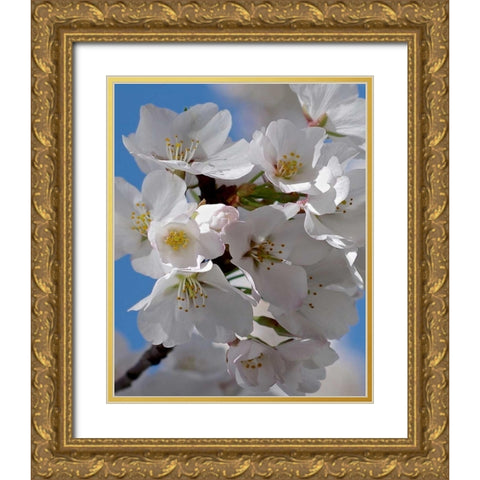 Apple Blossoms IV Gold Ornate Wood Framed Art Print with Double Matting by Burkhart, Monika