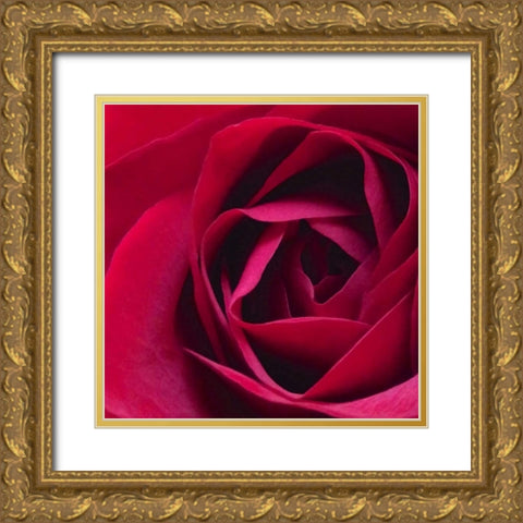 Red Rose II Gold Ornate Wood Framed Art Print with Double Matting by Burkhart, Monika