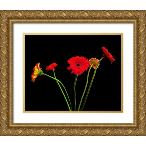 Crazy Daisies I Gold Ornate Wood Framed Art Print with Double Matting by Burkhart, Monika