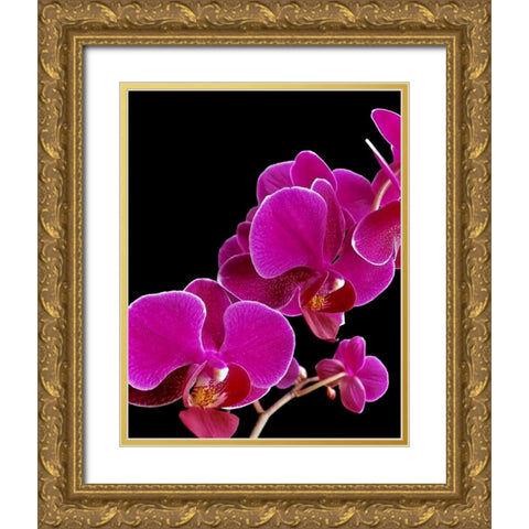 Orchid Essence I Gold Ornate Wood Framed Art Print with Double Matting by Burkhart, Monika