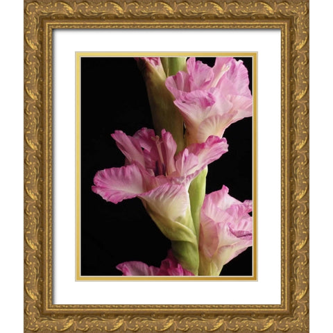 Pink Quintessence Gold Ornate Wood Framed Art Print with Double Matting by Burkhart, Monika