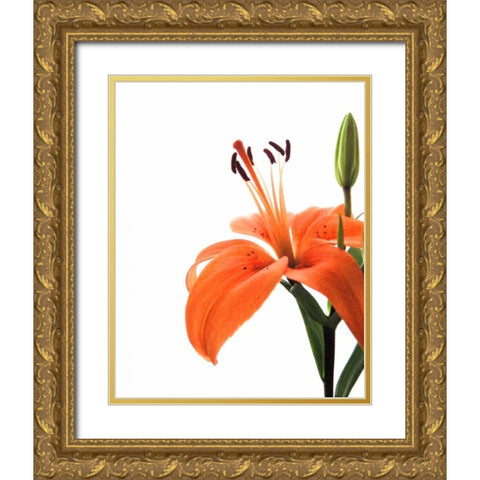 Daylily II Gold Ornate Wood Framed Art Print with Double Matting by Burkhart, Monika