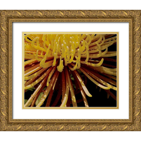 Sun Dance I Gold Ornate Wood Framed Art Print with Double Matting by Burkhart, Monika