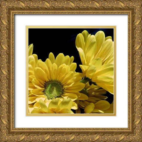 Daisy Dazzle II Gold Ornate Wood Framed Art Print with Double Matting by Burkhart, Monika