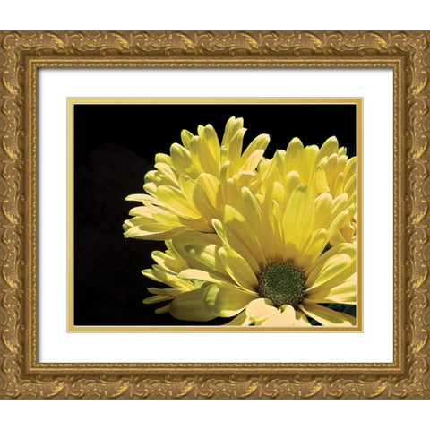 Yellow Daisy II Gold Ornate Wood Framed Art Print with Double Matting by Burkhart, Monika