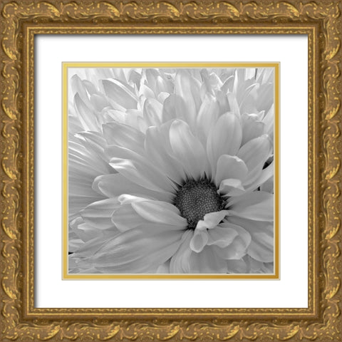 Blooming Daisy I BandW Gold Ornate Wood Framed Art Print with Double Matting by Burkhart, Monika