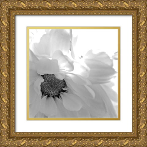 Blooming Daisy II BandW Gold Ornate Wood Framed Art Print with Double Matting by Burkhart, Monika