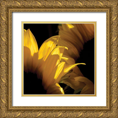 Sunlit Sunflowers V Gold Ornate Wood Framed Art Print with Double Matting by Burkhart, Monika