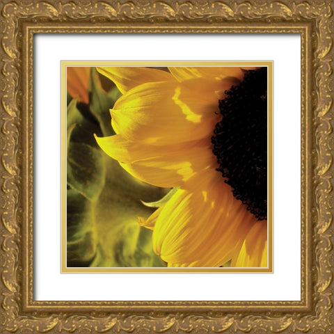 Sunlit Sunflowers VII Gold Ornate Wood Framed Art Print with Double Matting by Burkhart, Monika