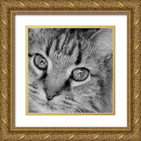 Cat Eyes BandW I Gold Ornate Wood Framed Art Print with Double Matting by Burkhart, Monika