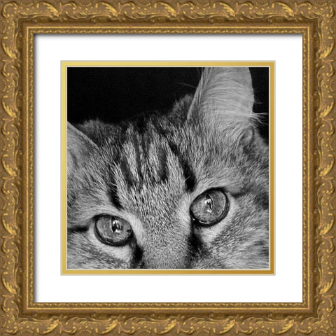 Cat Eyes BandW II Gold Ornate Wood Framed Art Print with Double Matting by Burkhart, Monika