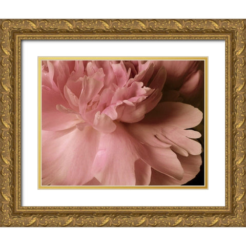 Soft Peonies I Gold Ornate Wood Framed Art Print with Double Matting by Burkhart, Monika