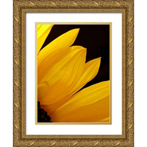 Sunflowers X Gold Ornate Wood Framed Art Print with Double Matting by Burkhart, Monika
