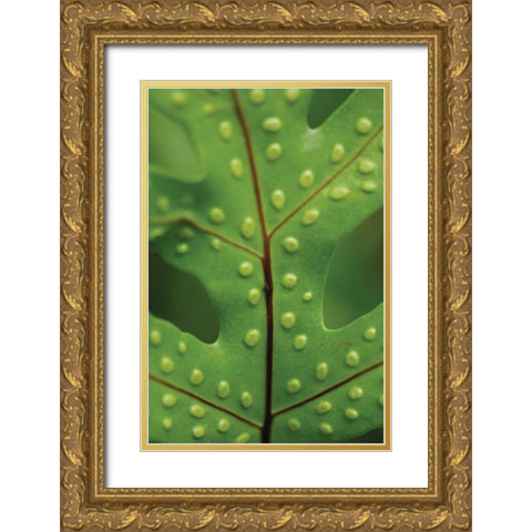 Spotted Leaf I Gold Ornate Wood Framed Art Print with Double Matting by Berzel, Erin