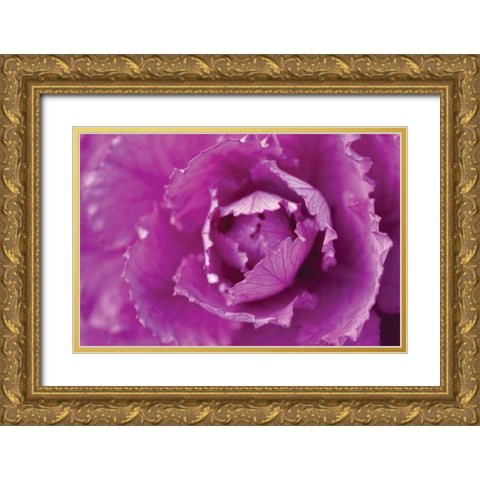Purple Cabbage Gold Ornate Wood Framed Art Print with Double Matting by Berzel, Erin