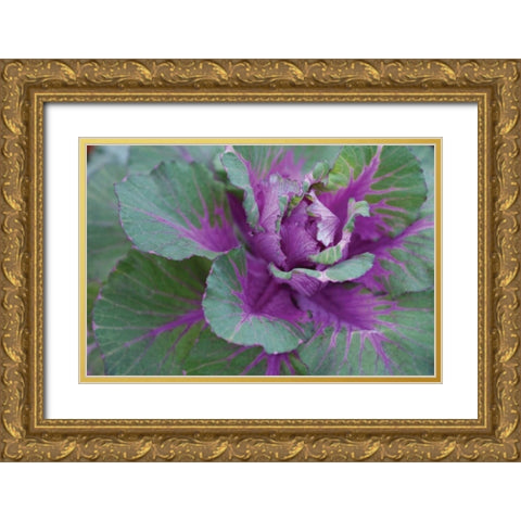Cabbage Plant Gold Ornate Wood Framed Art Print with Double Matting by Berzel, Erin