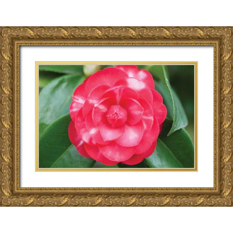 Camellia Flower I Gold Ornate Wood Framed Art Print with Double Matting by Berzel, Erin