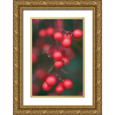 Red Berries I Gold Ornate Wood Framed Art Print with Double Matting by Berzel, Erin