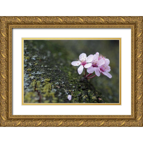 Portland Cherry Blossom I Gold Ornate Wood Framed Art Print with Double Matting by Berzel, Erin