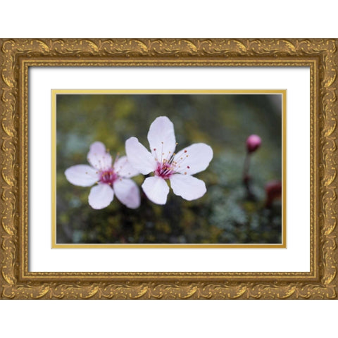 Portland Cherry Blossom II Gold Ornate Wood Framed Art Print with Double Matting by Berzel, Erin