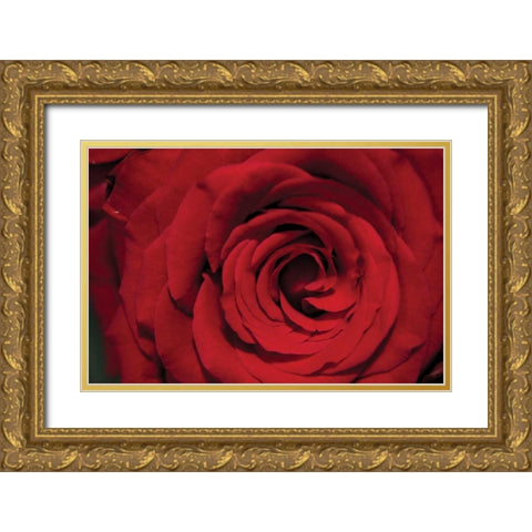 Red Rose Detail Gold Ornate Wood Framed Art Print with Double Matting by Berzel, Erin