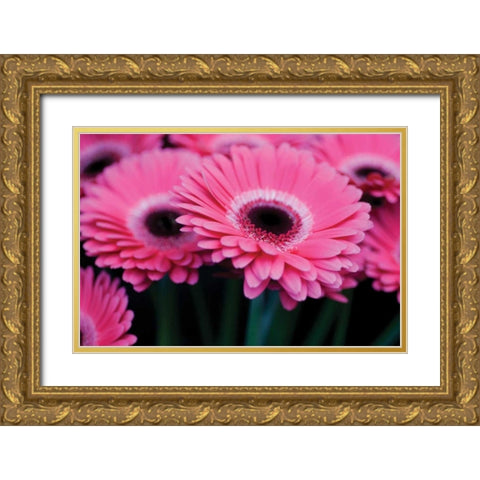 Pink Gerbera Daisies I Gold Ornate Wood Framed Art Print with Double Matting by Berzel, Erin