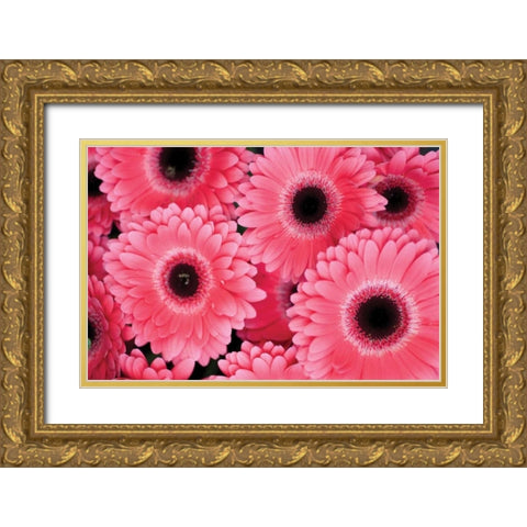 Pink Gerbera Daisies III Gold Ornate Wood Framed Art Print with Double Matting by Berzel, Erin
