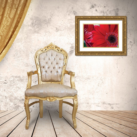 Red Gerbera Close-up Gold Ornate Wood Framed Art Print with Double Matting by Berzel, Erin