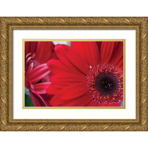 Red Gerbera Close-up Gold Ornate Wood Framed Art Print with Double Matting by Berzel, Erin