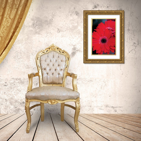 Red Gerbera Daisies II Gold Ornate Wood Framed Art Print with Double Matting by Berzel, Erin