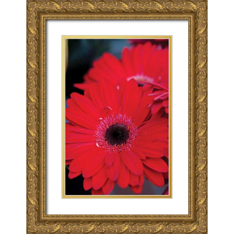 Red Gerbera Daisies II Gold Ornate Wood Framed Art Print with Double Matting by Berzel, Erin