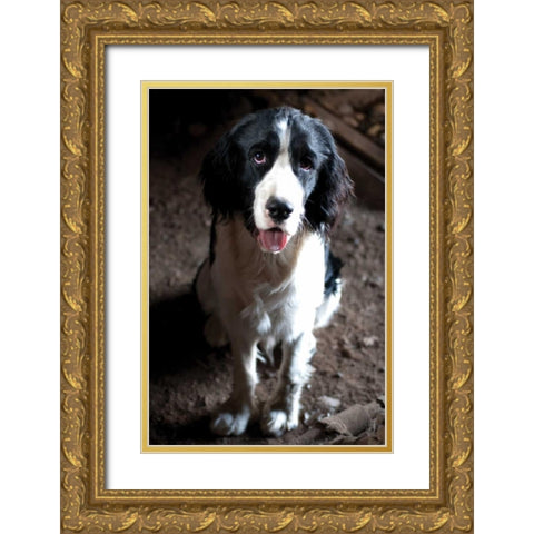 Jake The Dog Gold Ornate Wood Framed Art Print with Double Matting by Berzel, Erin