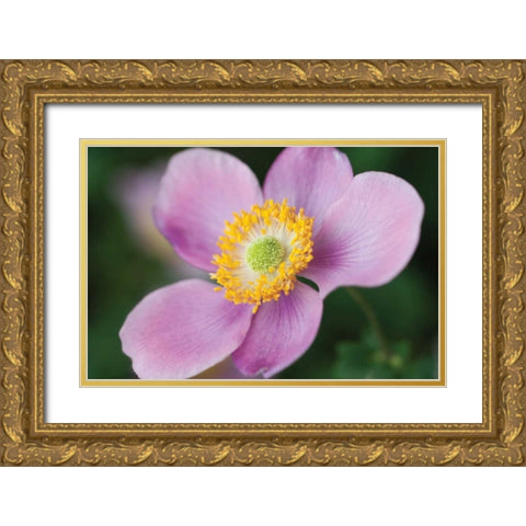 Anemone II Gold Ornate Wood Framed Art Print with Double Matting by Berzel, Erin