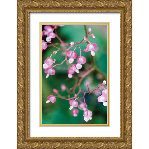 Delicate Begonia I Gold Ornate Wood Framed Art Print with Double Matting by Berzel, Erin
