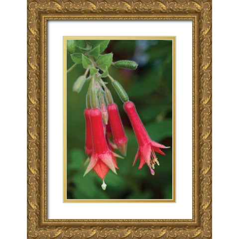 Fuchsia Bloom I Gold Ornate Wood Framed Art Print with Double Matting by Berzel, Erin