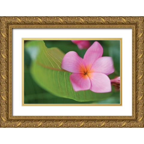 Plumeria I Gold Ornate Wood Framed Art Print with Double Matting by Berzel, Erin