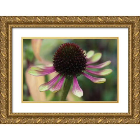 Echinacea VI Gold Ornate Wood Framed Art Print with Double Matting by Berzel, Erin