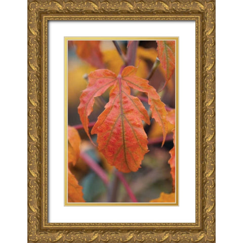 Orange Leaves I Gold Ornate Wood Framed Art Print with Double Matting by Berzel, Erin