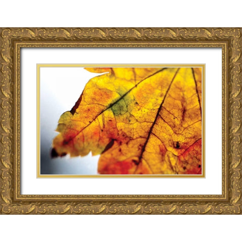 Autumn Colors I Gold Ornate Wood Framed Art Print with Double Matting by Berzel, Erin