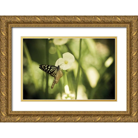 Butterfly I Gold Ornate Wood Framed Art Print with Double Matting by Berzel, Erin