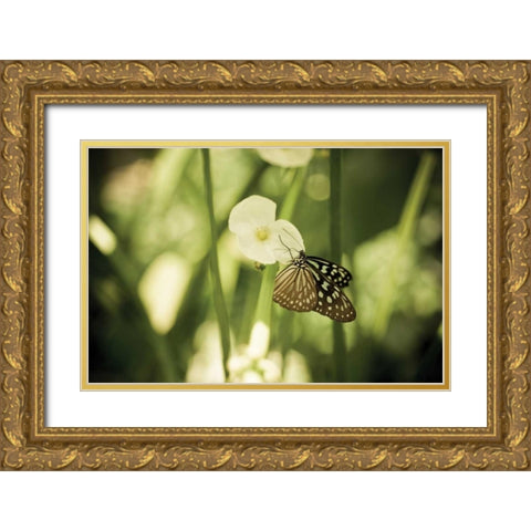 Butterfly II Gold Ornate Wood Framed Art Print with Double Matting by Berzel, Erin