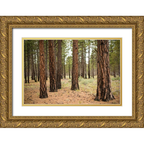 Willamette Natl Forest I Gold Ornate Wood Framed Art Print with Double Matting by Berzel, Erin