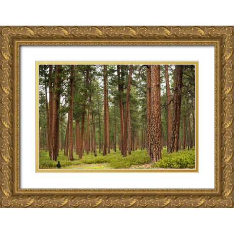 Willamette Natl Forest IV Gold Ornate Wood Framed Art Print with Double Matting by Berzel, Erin