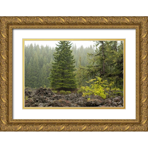 Willamette Natl Forest V Gold Ornate Wood Framed Art Print with Double Matting by Berzel, Erin